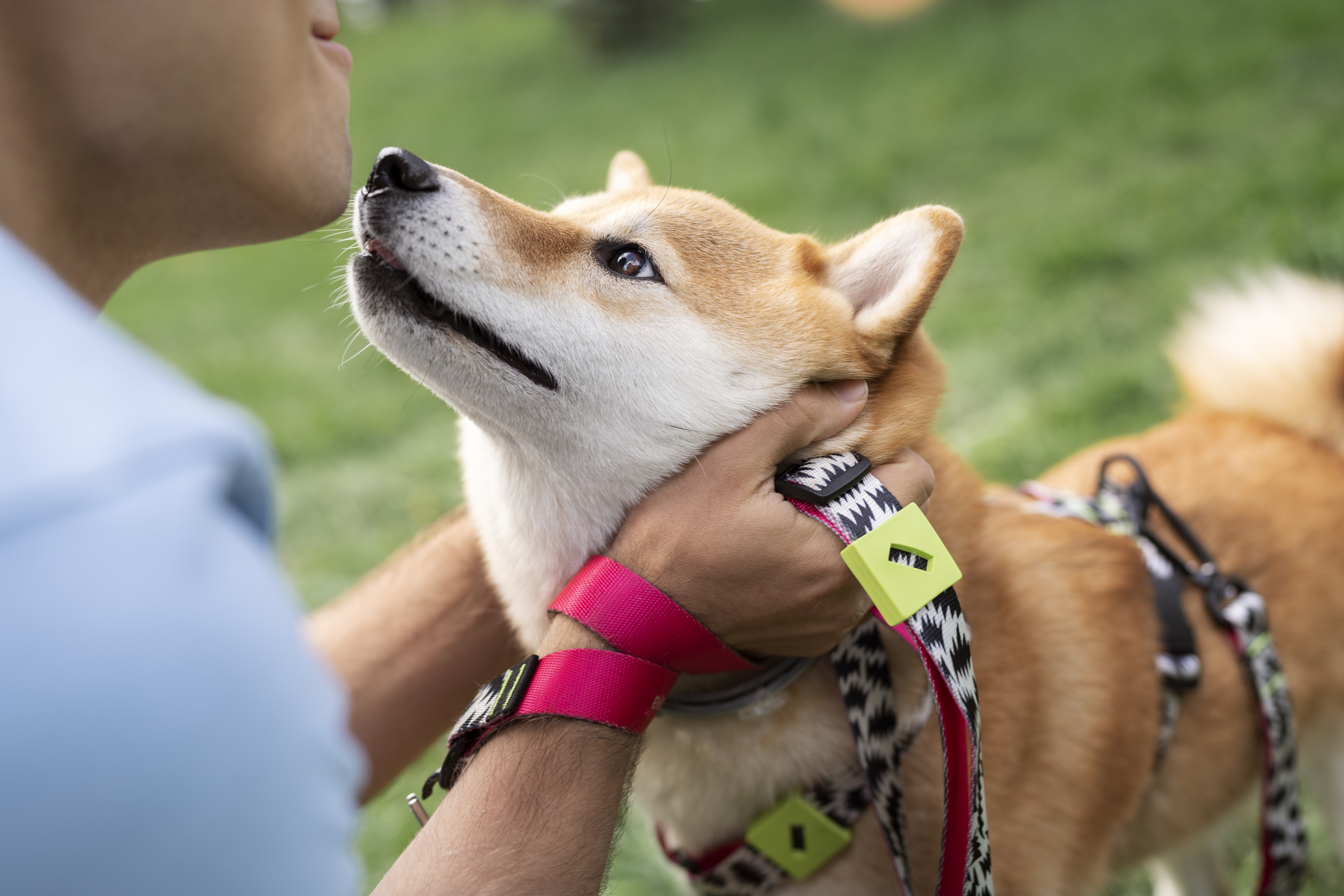 Veterinary care